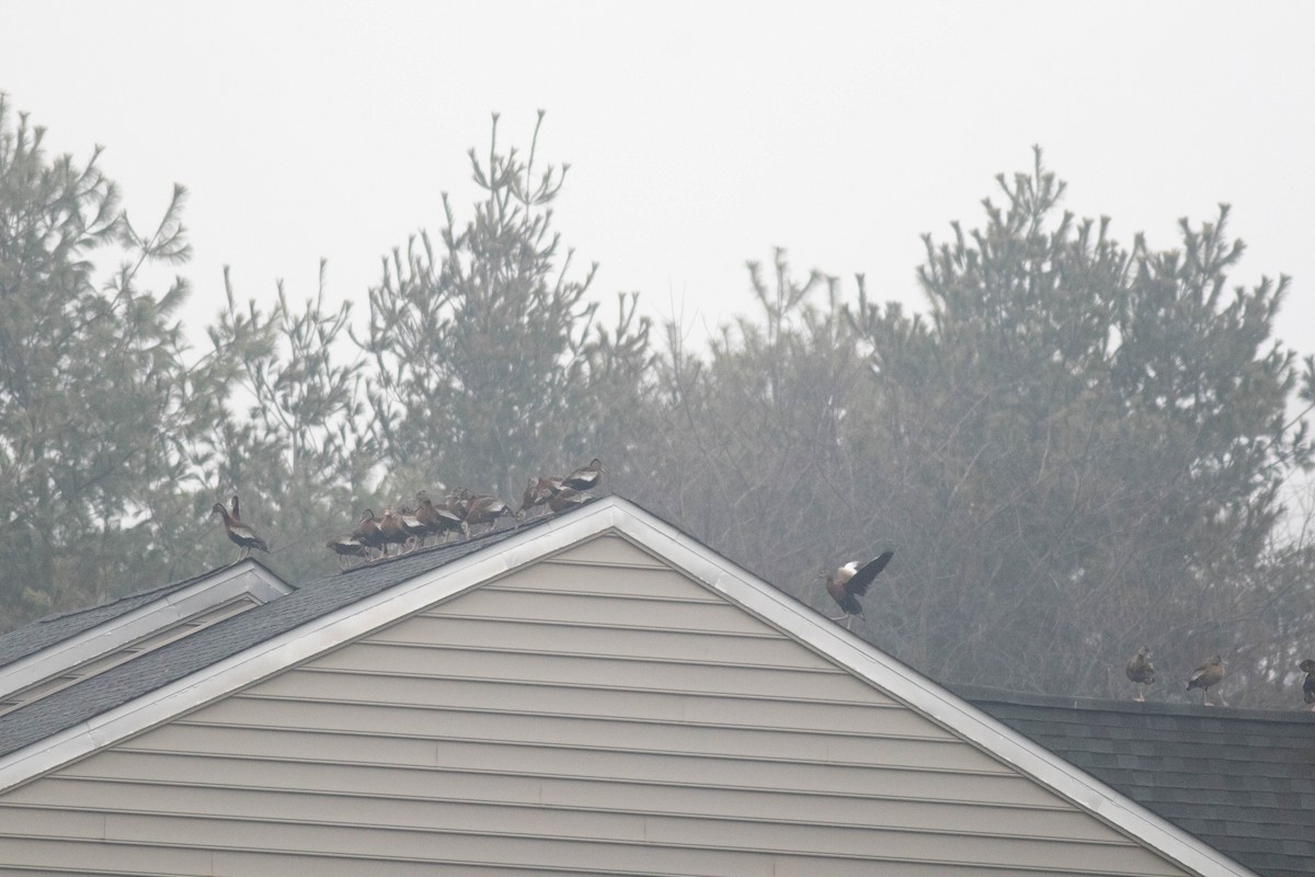 アカハシリュウキュウガモ - ML647258062