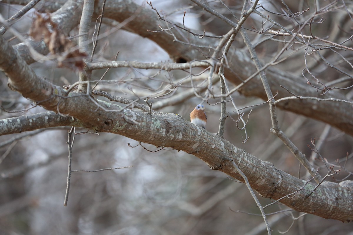 salašník modrý - ML647258072