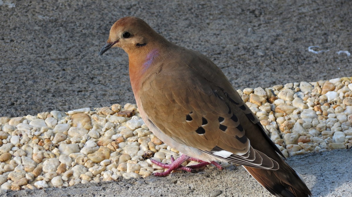Zenaida Dove - ML647258073