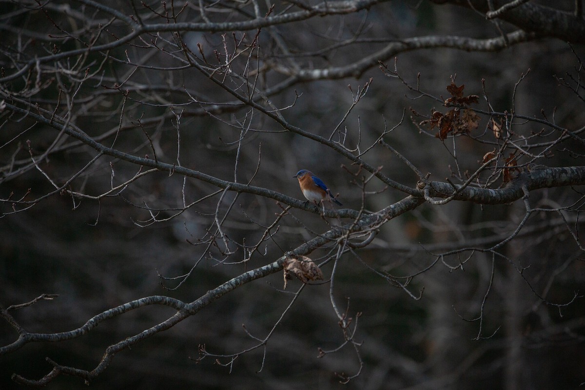 salašník modrý - ML647258074