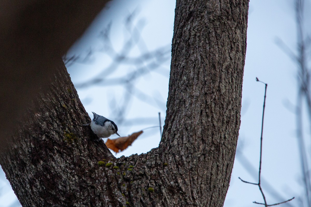 brhlík běloprsý - ML647258079