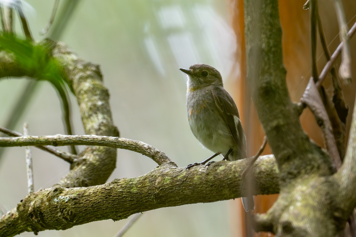 lejsčík ohnivý - ML647258084