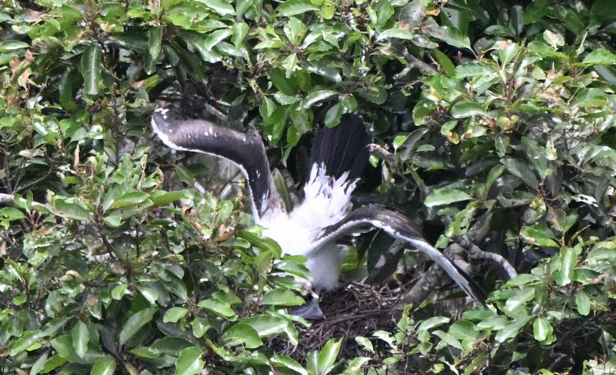 Abbott's Booby - ML647258091