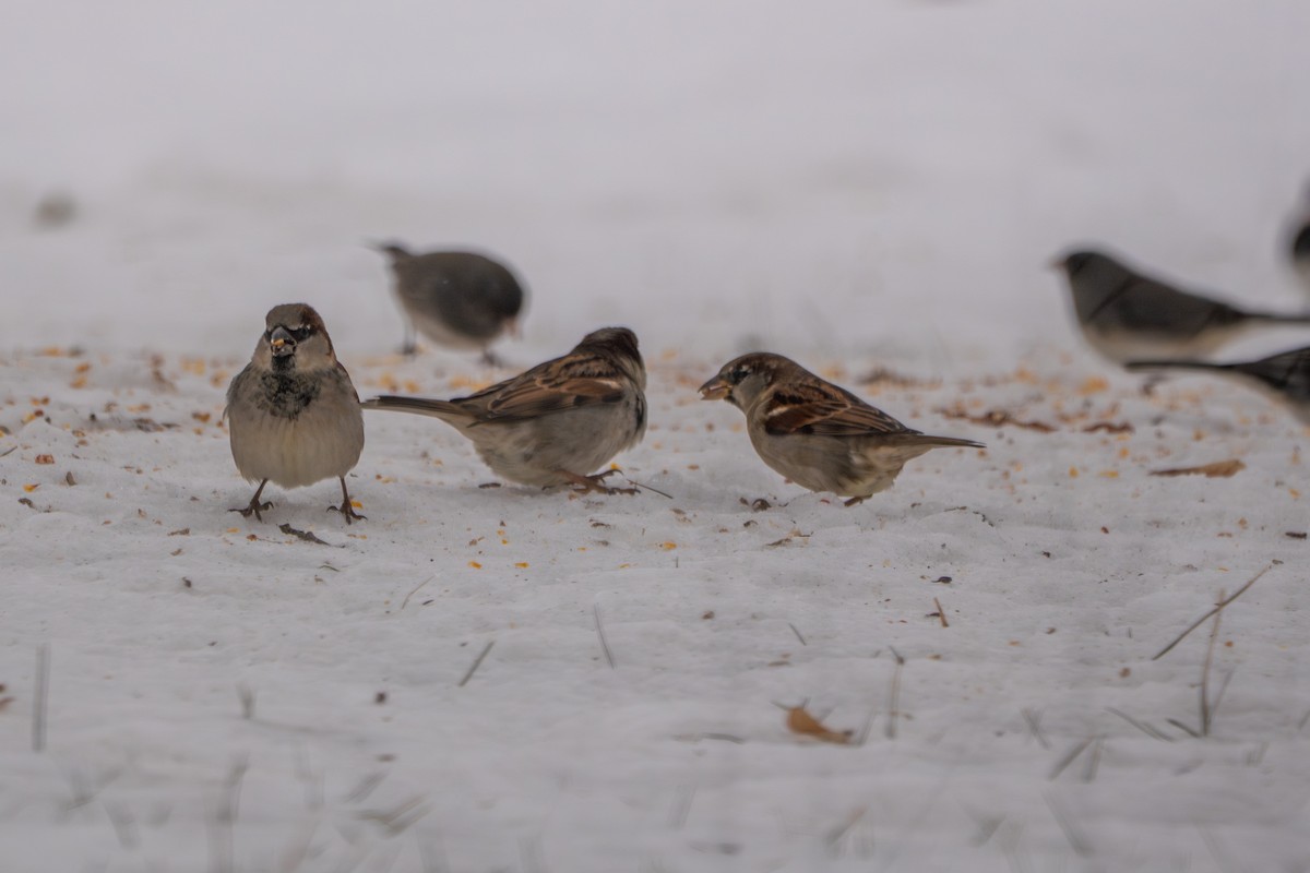 House Sparrow - ML647258092
