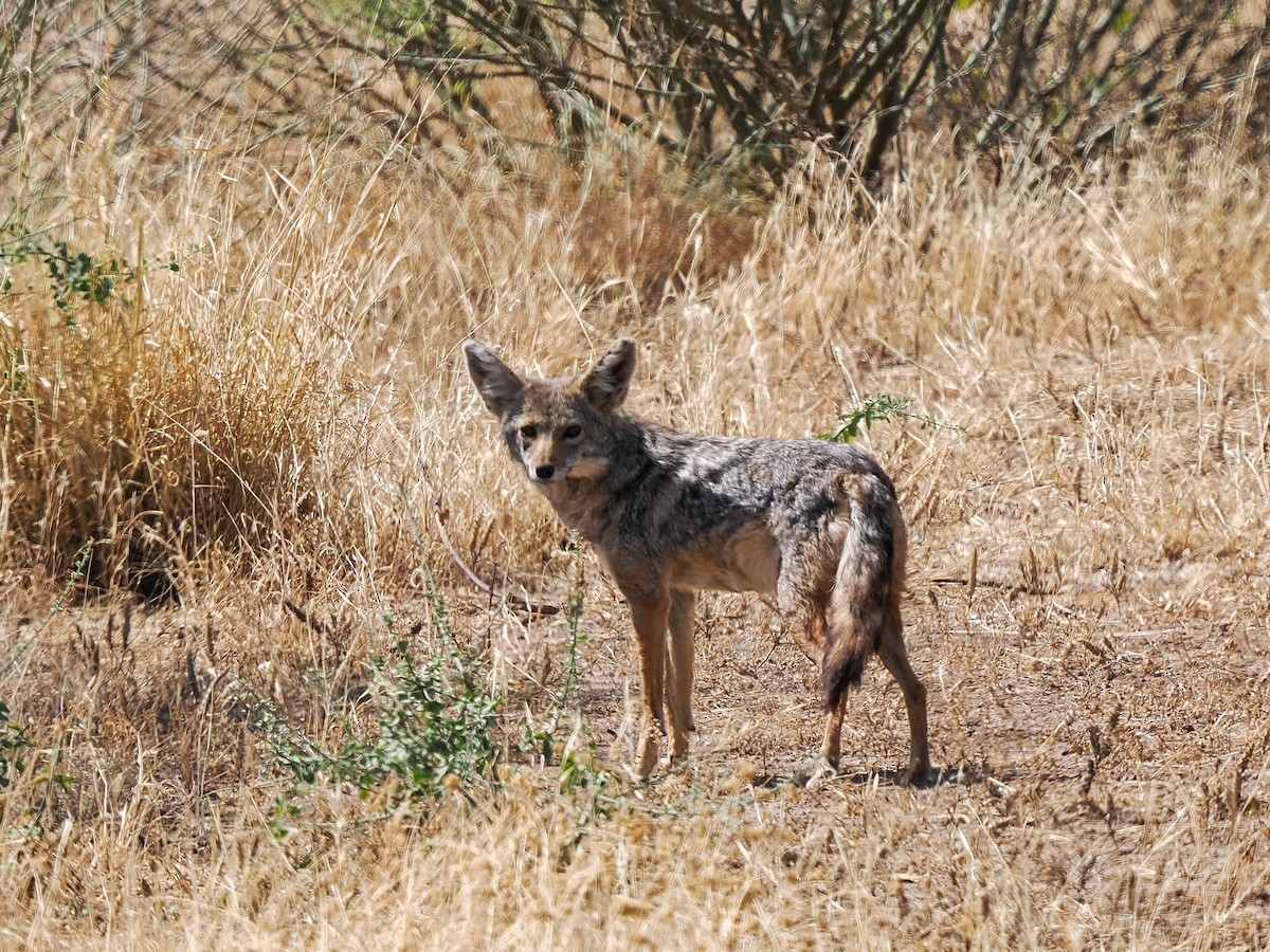 Eastern Black-backed Jackal - ML647258110