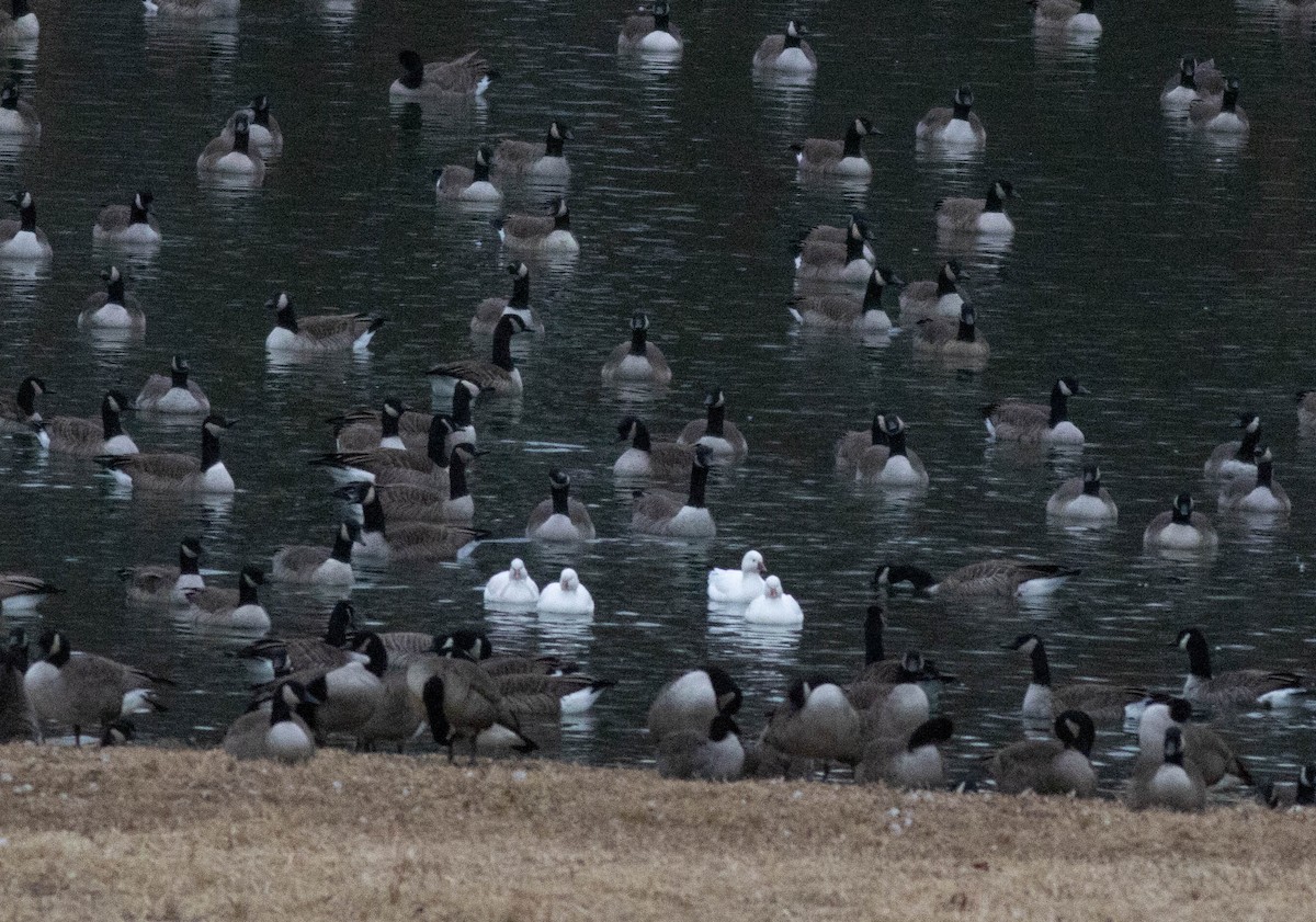 Ross's Goose - ML647258112