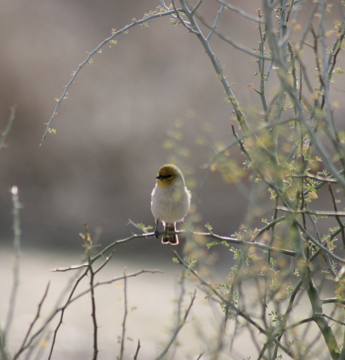 Verdin - ML647258128