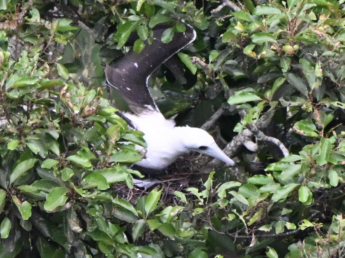 Abbott's Booby - ML647258138