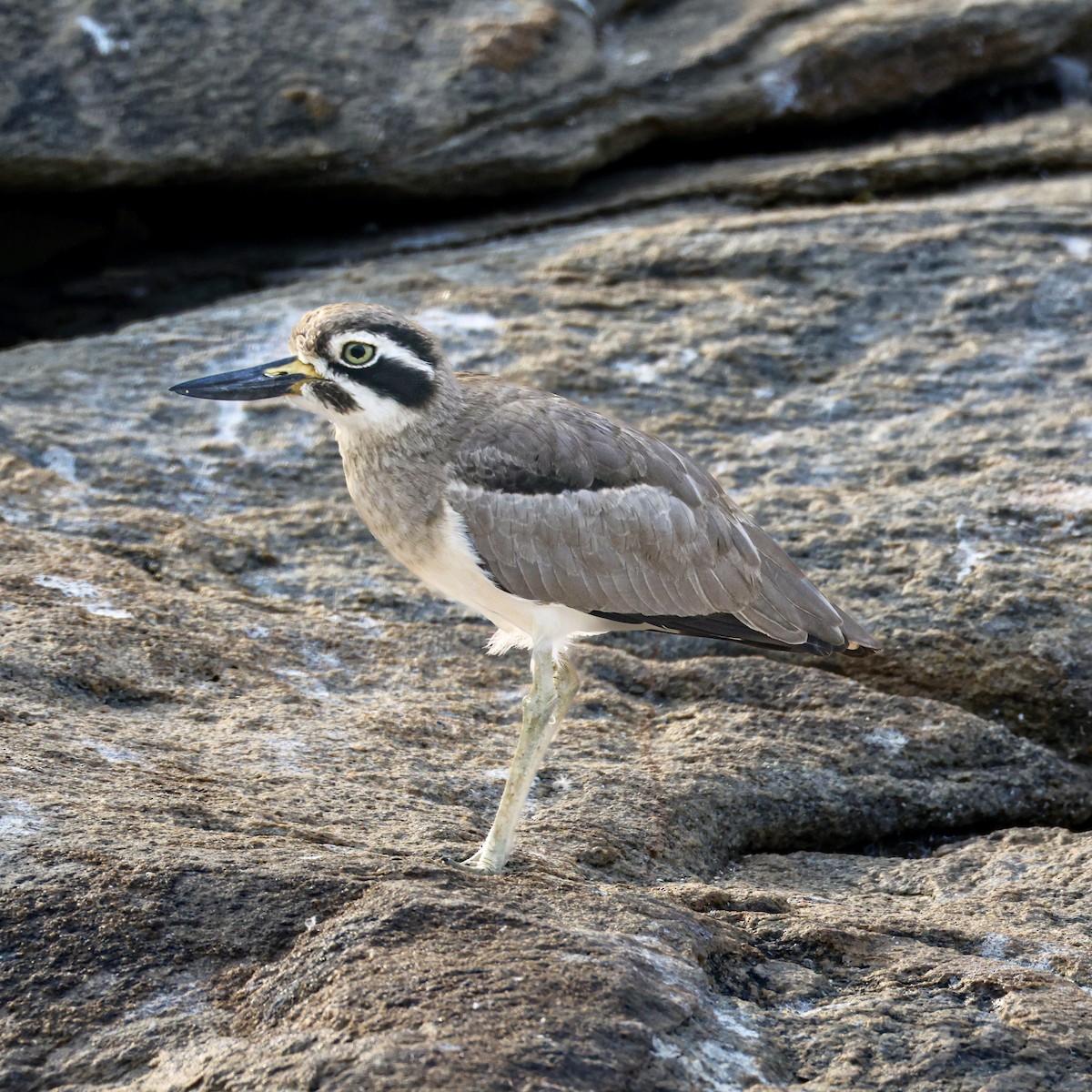 Alcaraván Piquigrueso Indio - ML647258159