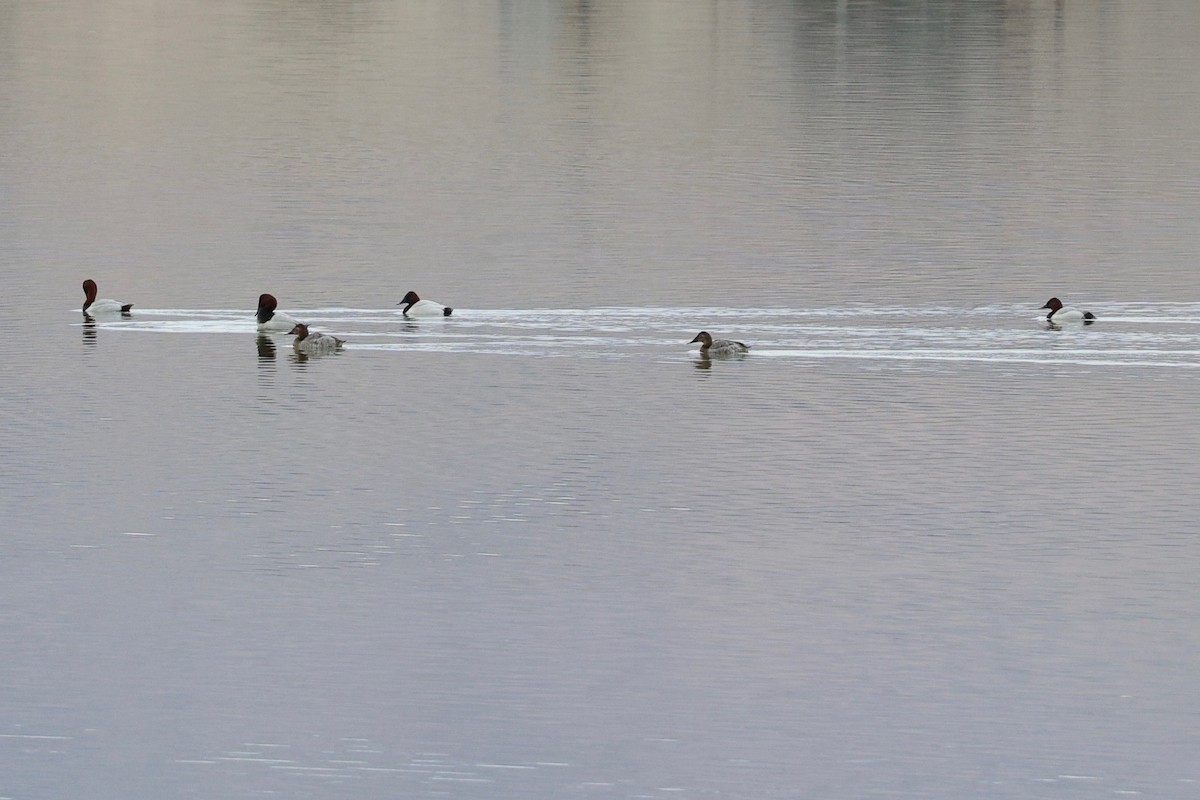 Porrón Coacoxtle - ML647258165