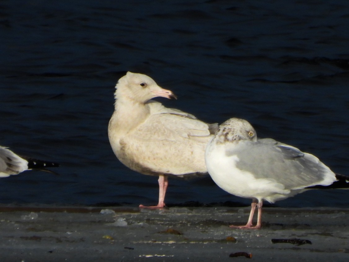 Gavión Hiperbóreo - ML647258166