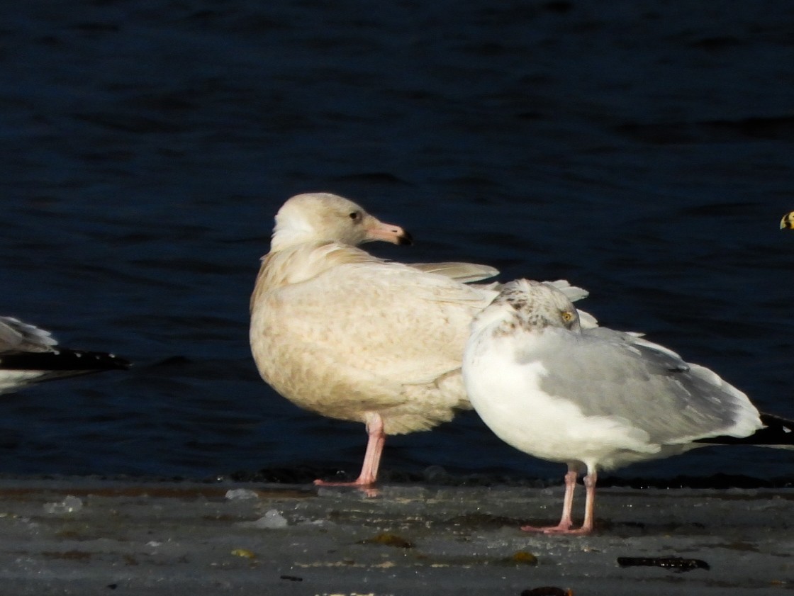 Gavión Hiperbóreo - ML647258167