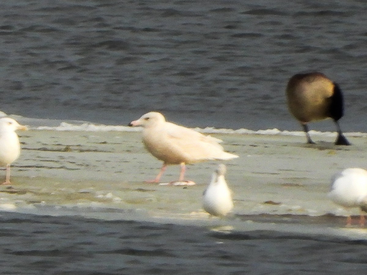 Gavión Hiperbóreo - ML647258169