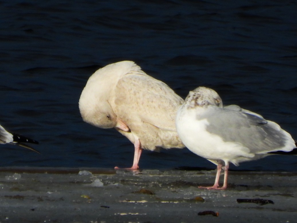 Gavión Hiperbóreo - ML647258170