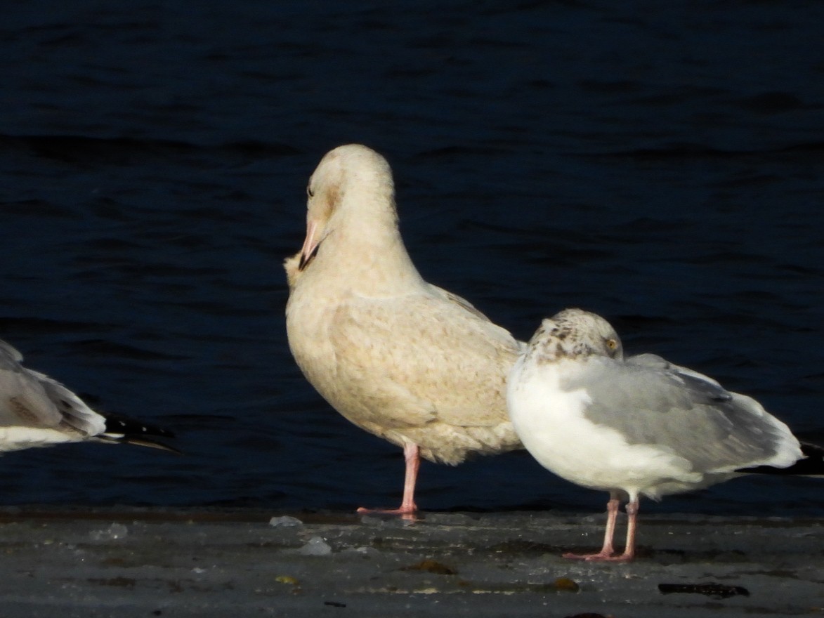 Gavión Hiperbóreo - ML647258171