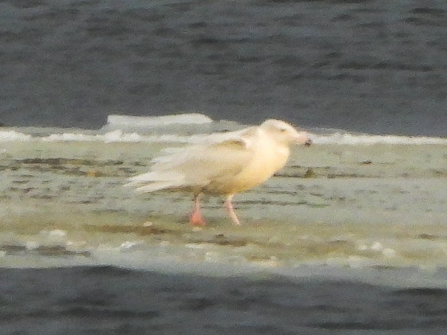 Gavión Hiperbóreo - ML647258172