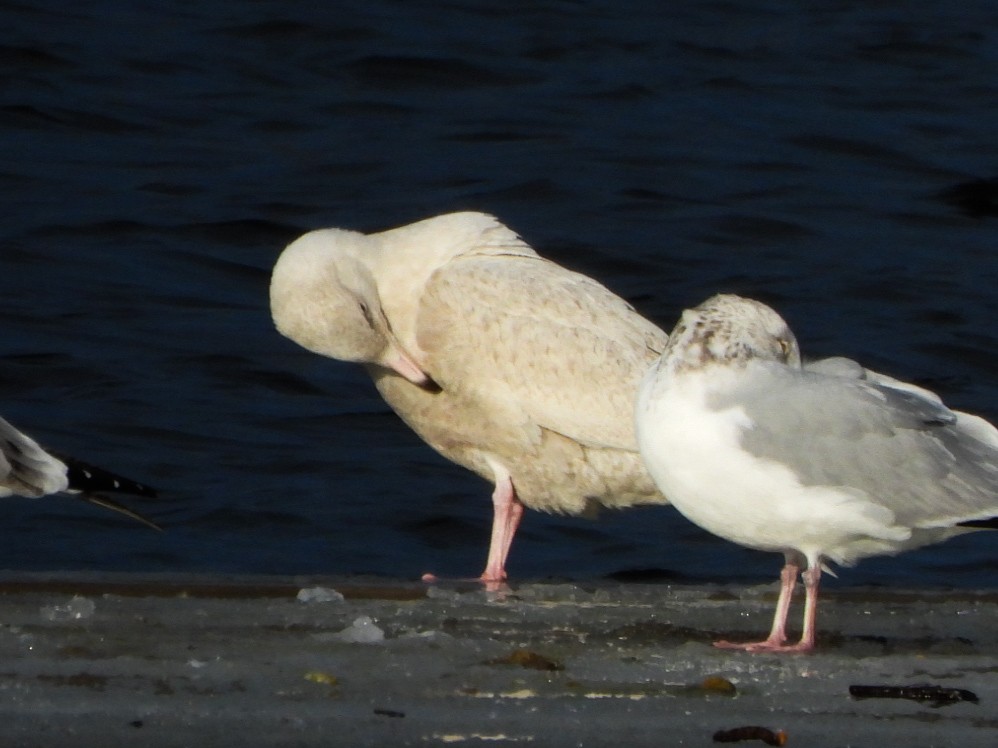 Gavión Hiperbóreo - ML647258173