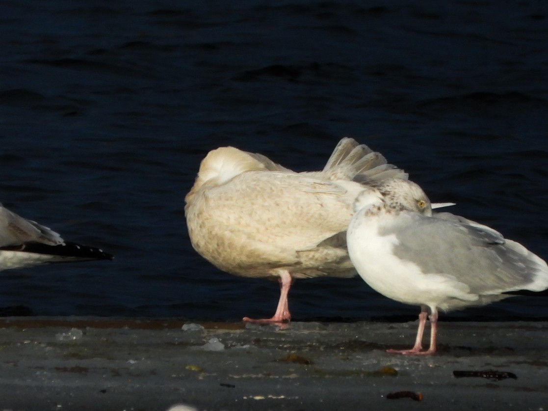 Gavión Hiperbóreo - ML647258174