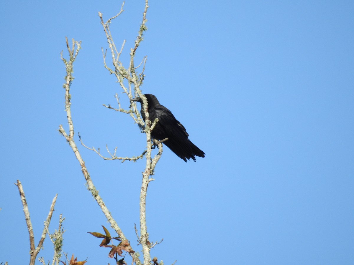 Cuervo Americano - ML647258177