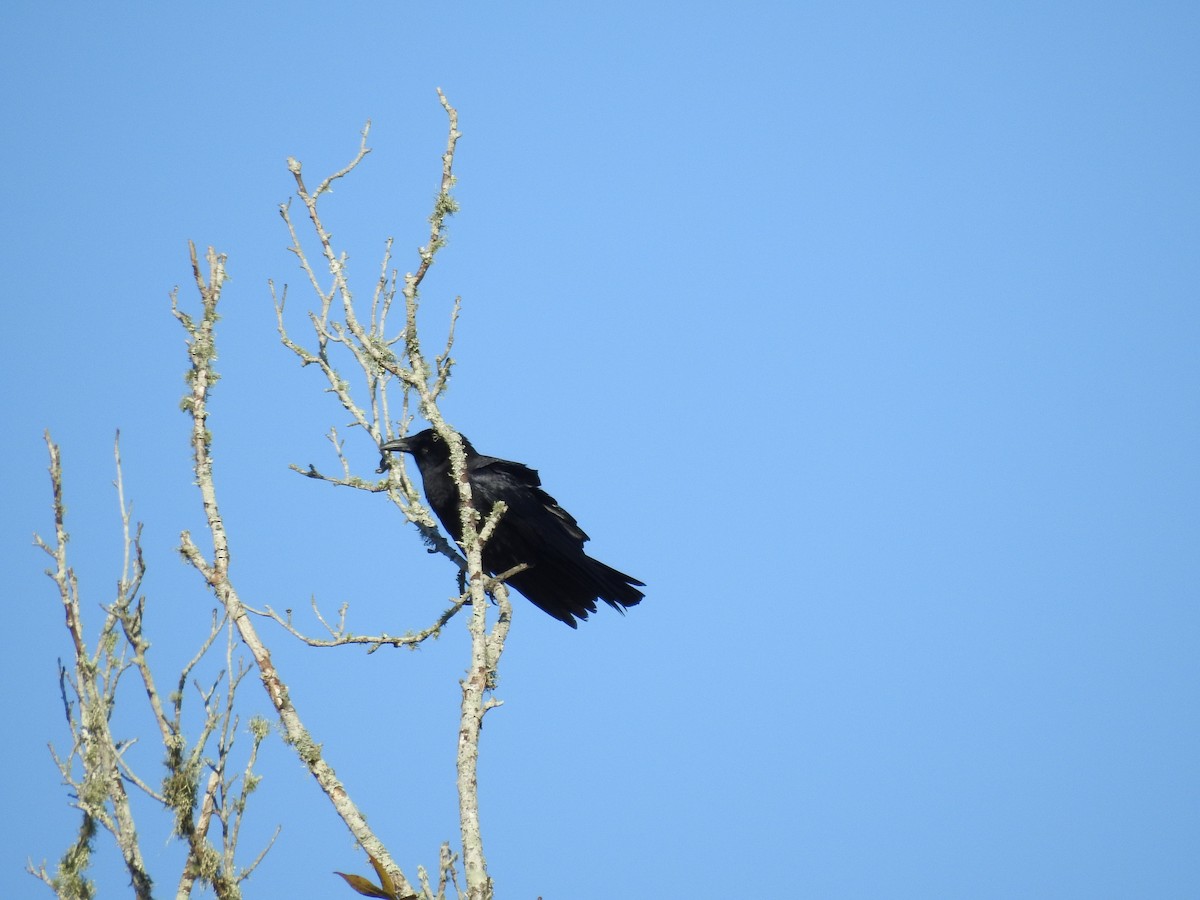 Cuervo Americano - ML647258178