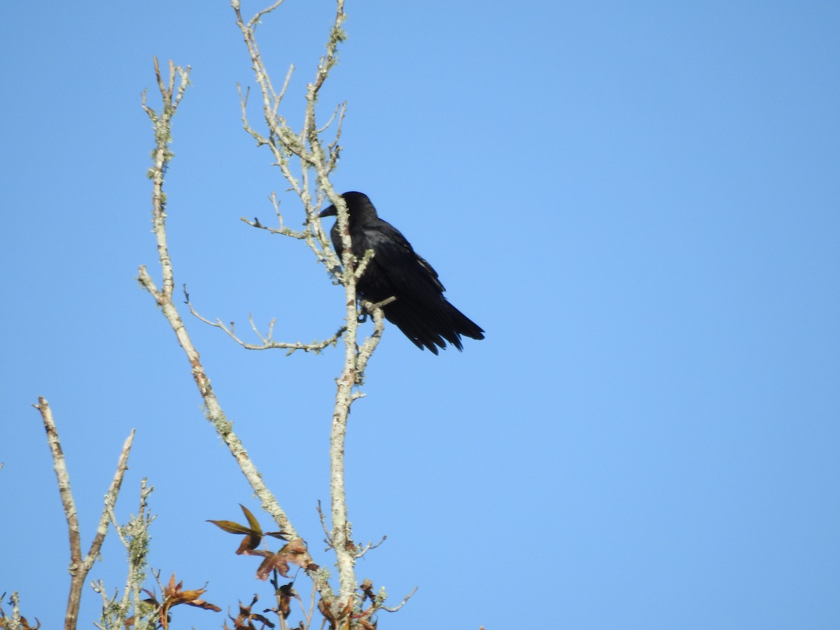 Cuervo Americano - ML647258179