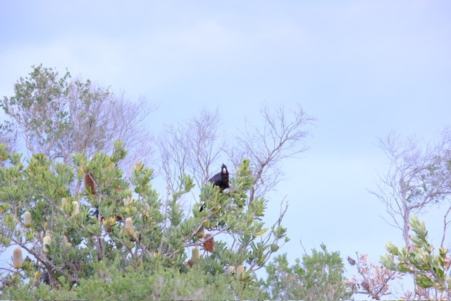 Cacatúa Fúnebre Coliamarilla - ML647258181