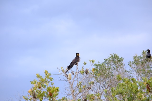 Cacatúa Fúnebre Coliamarilla - ML647258182