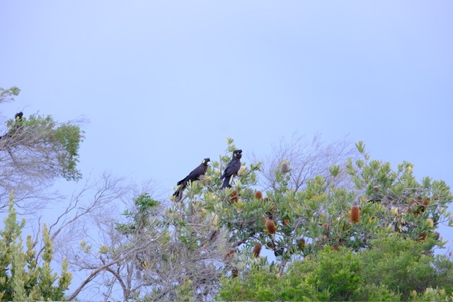 Cacatúa Fúnebre Coliamarilla - ML647258183