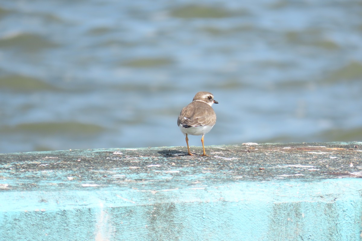 Chorlitejo Semipalmeado - ML647258184