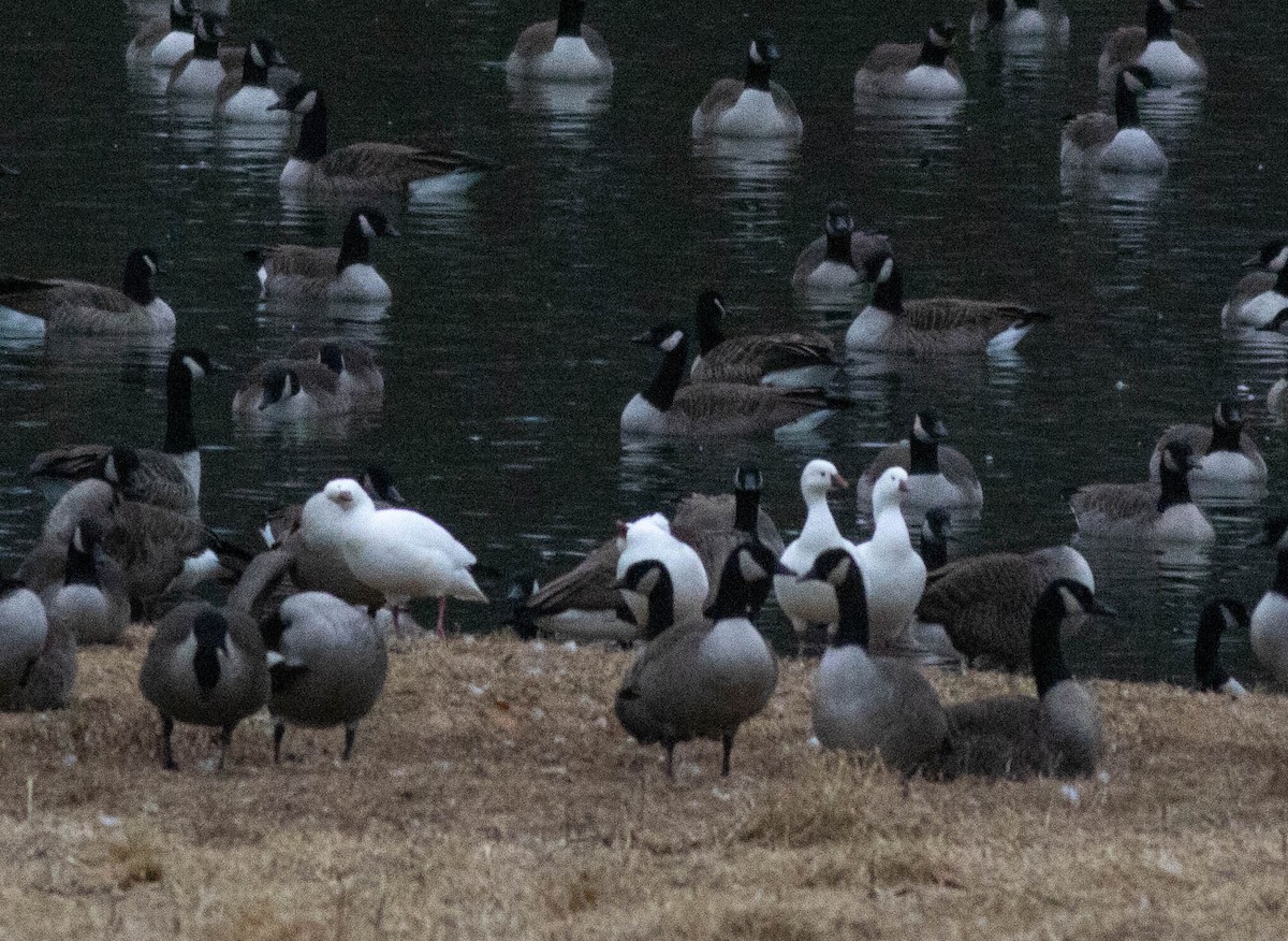 Ánsar de Ross - ML647258185