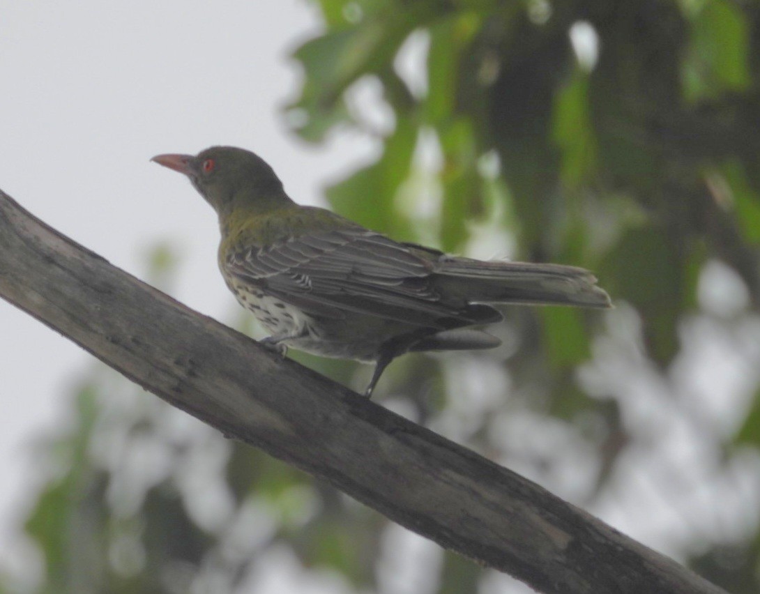 Oropéndola Estriada - ML647258187