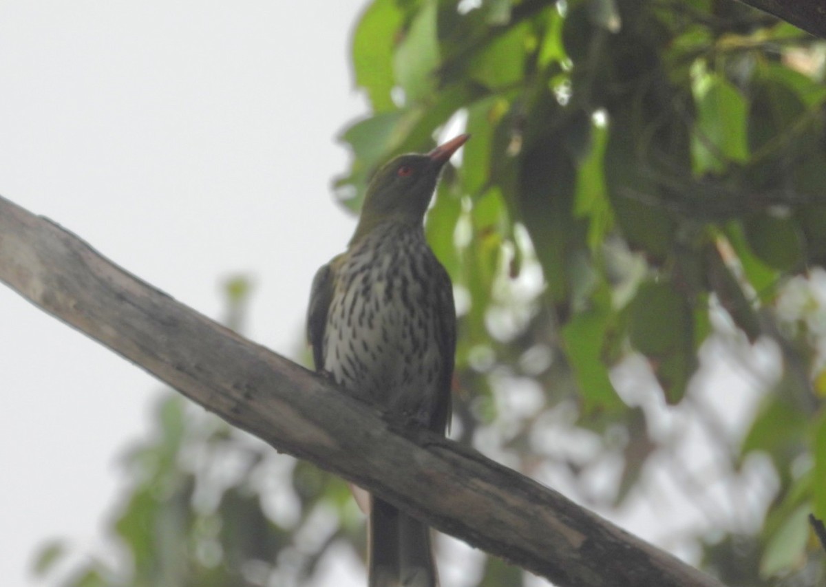 Oropéndola Estriada - ML647258188