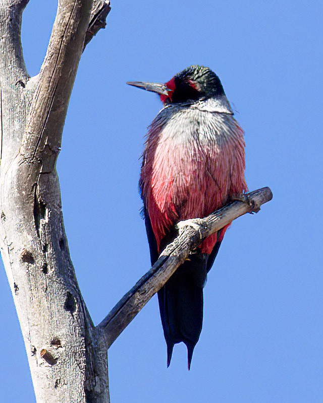 Blutgesichtspecht - ML647258194