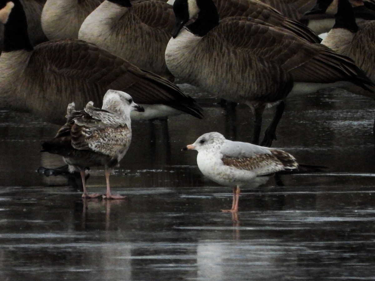 Gaviota de Delaware - ML647258195