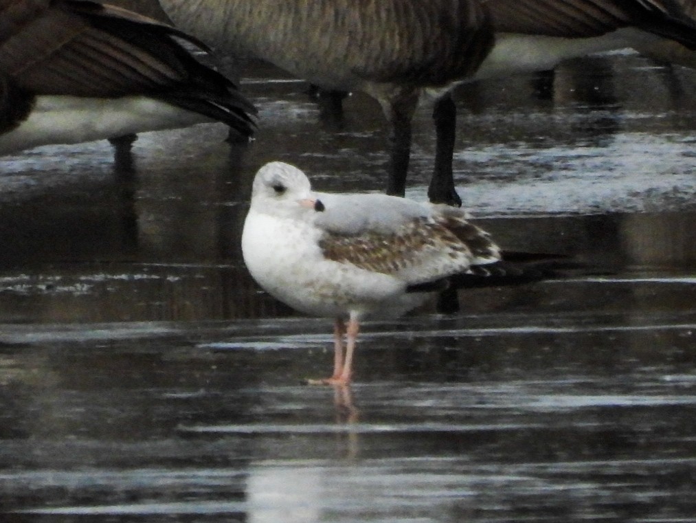 Gaviota de Delaware - ML647258196