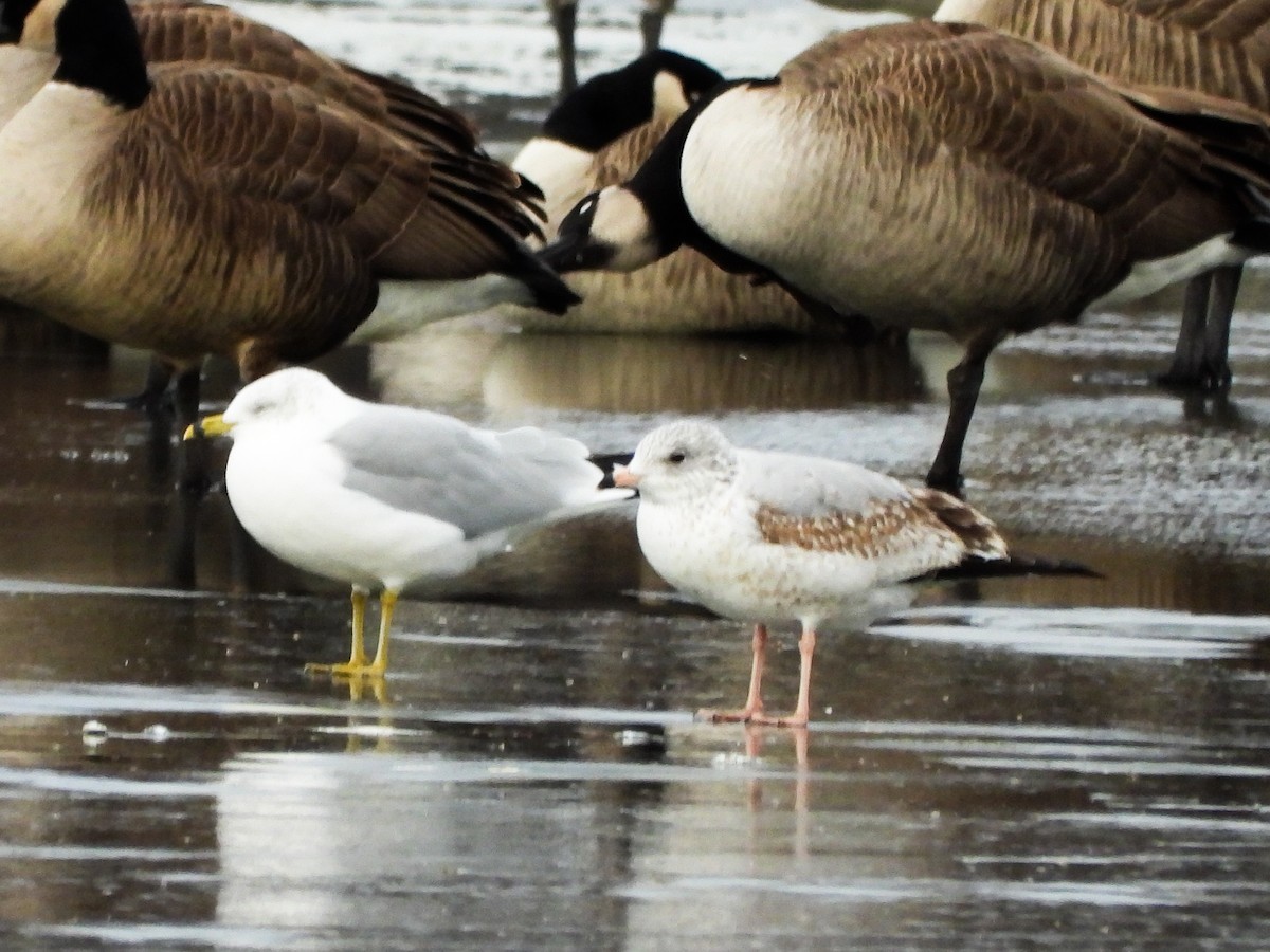 Gaviota de Delaware - ML647258197