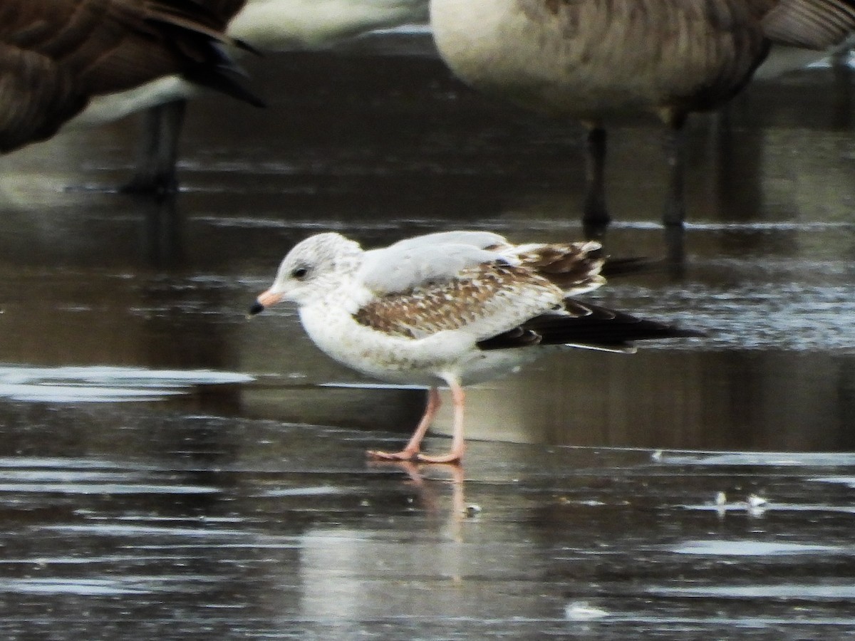 Gaviota de Delaware - ML647258198