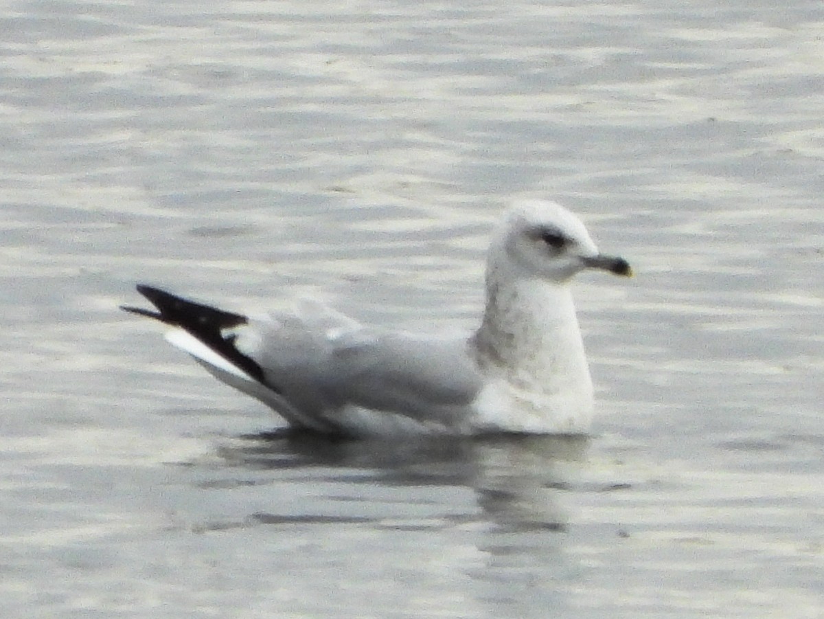 Gaviota de Delaware - ML647258199