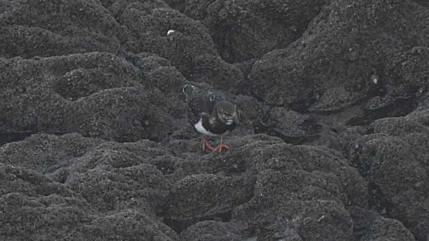 Vuelvepiedras Común - ML647258201