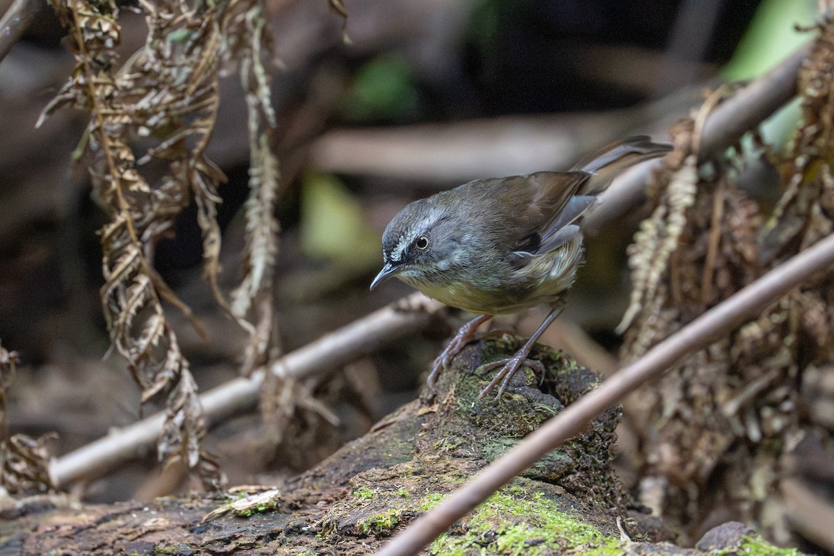 White-browed Scrubwren - ML647258212