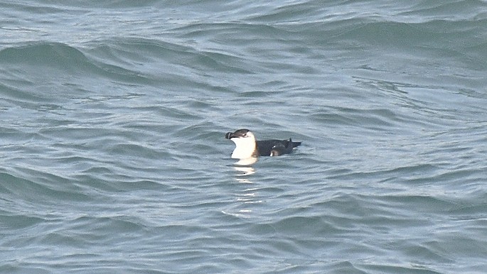 Razorbill - ML647258215