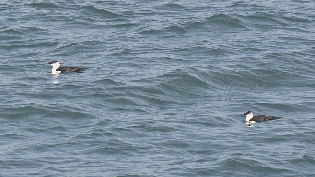 Razorbill - ML647258216