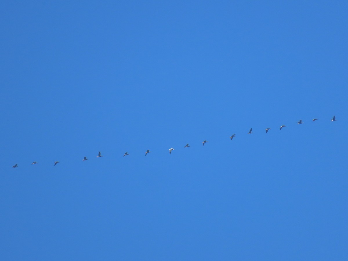 Ánsar Nival - ML647258225