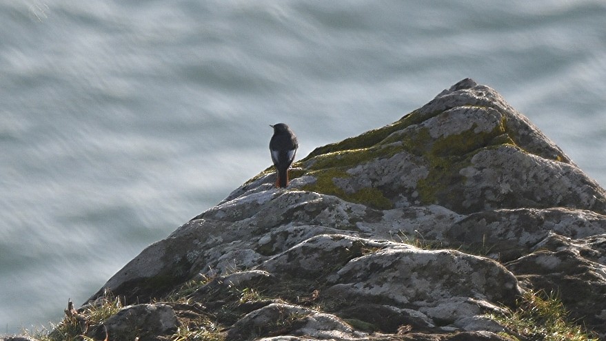 Black Redstart - ML647258233