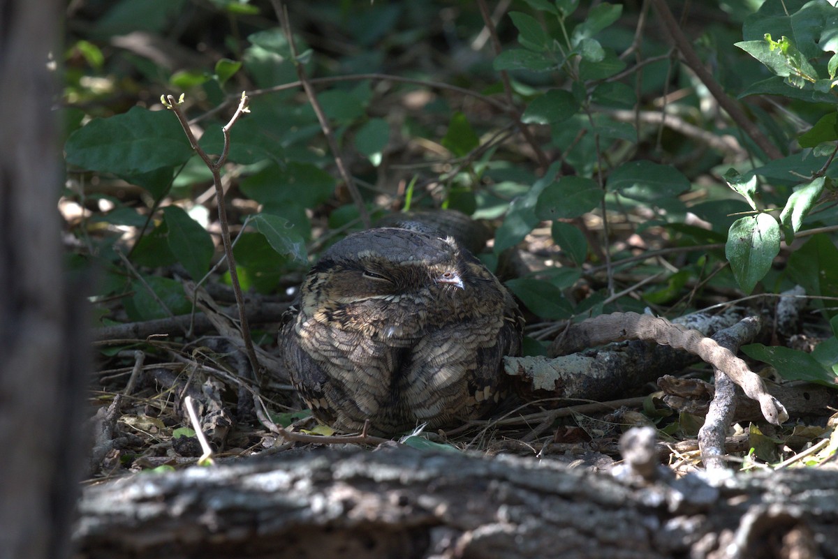 pauraquenattravn - ML647258234