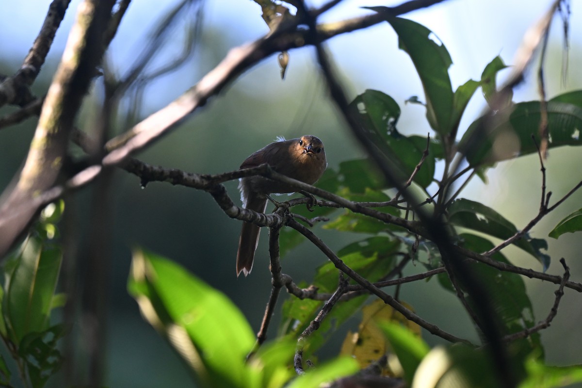 Buff-fronted Foliage-gleaner - ML647258235
