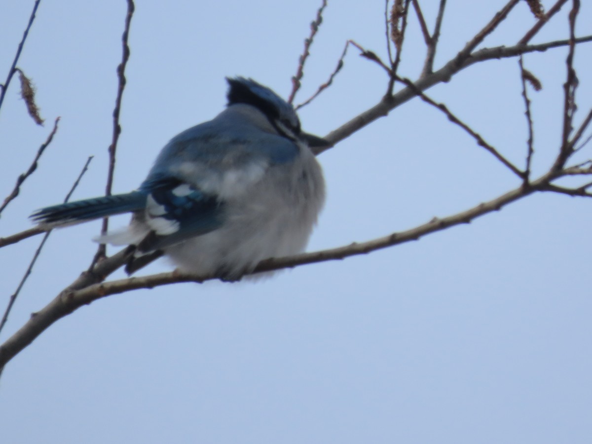 Geai bleu - ML647258236