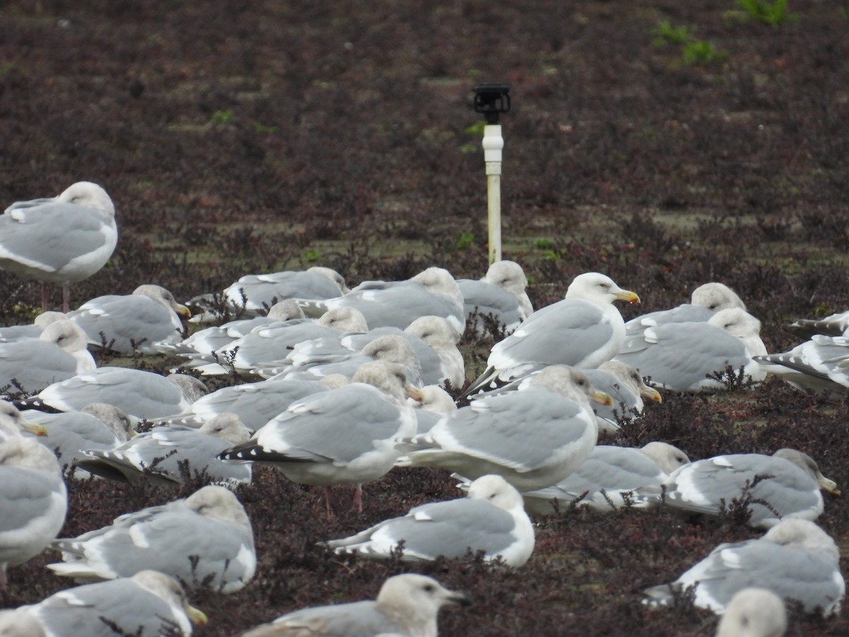 American Herring Gull - ML647258239