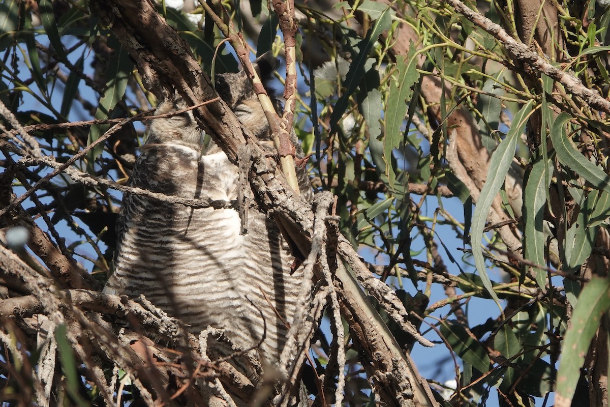 Great Horned Owl - ML647258240