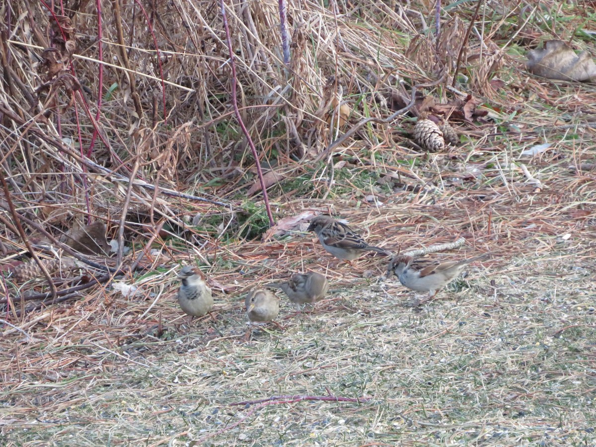 House Sparrow - ML647258242